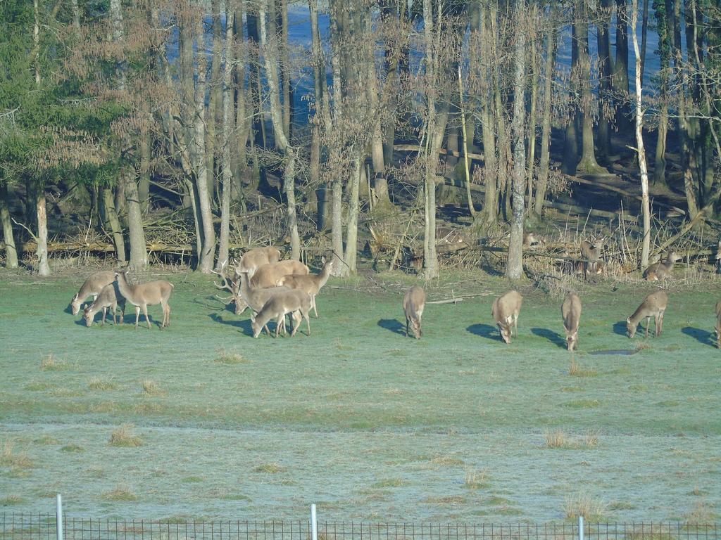 Gite Des Biches Birkenwald Luaran gambar